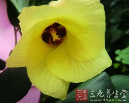 七款木槿花食谱 养颜抗衰老