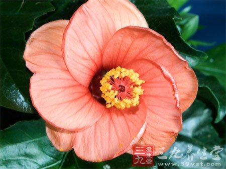 七款木槿花食谱 养颜抗衰老