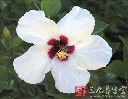 七款木槿花食谱 养颜抗衰老