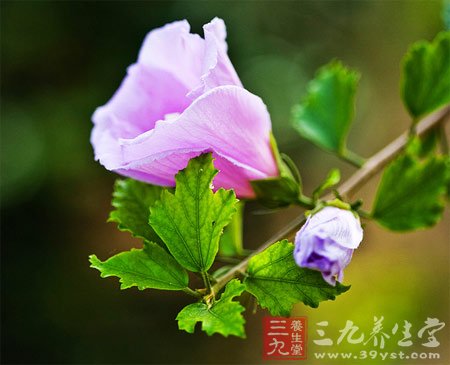 七款木槿花食谱 养颜抗衰老