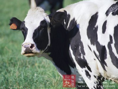 奶牛放的屁所含的甲烷会污染环境吗