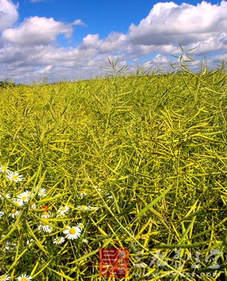 小暑奔大暑 情绪勿中暑