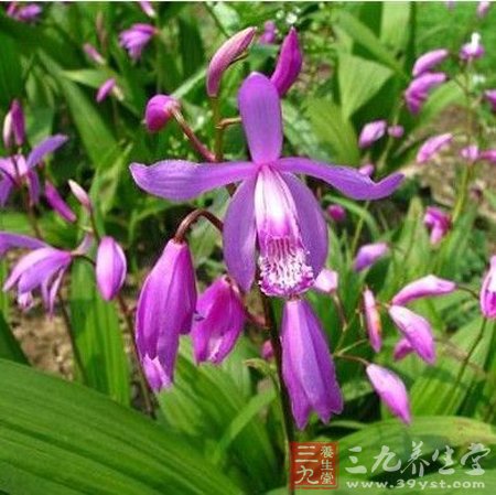 美白必知 揭秘5种中药美白成分