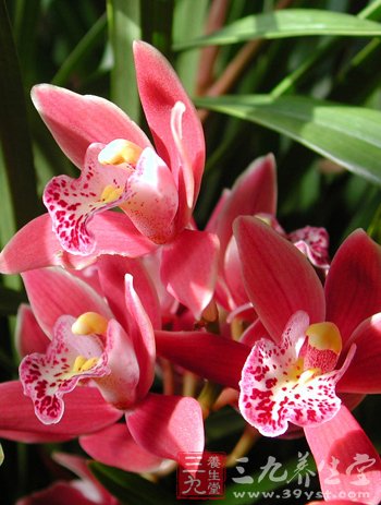 香蕉皮你想不到的作用呢