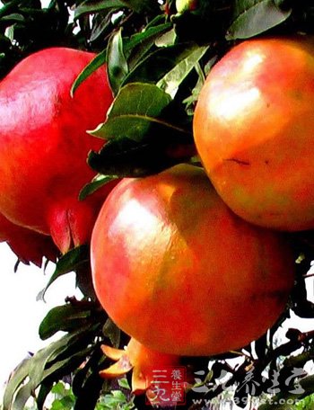 水果排毒瘦身 从颜色开始