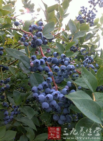 水果排毒瘦身 从颜色开始