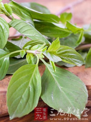 抗癌致癌的矛盾体&ldquo;九层塔&rdquo;