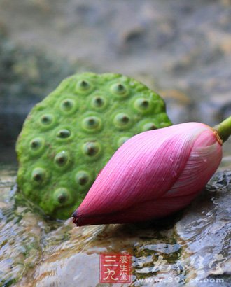 夏季吃莲子养心安眠 5款食谱推荐给你