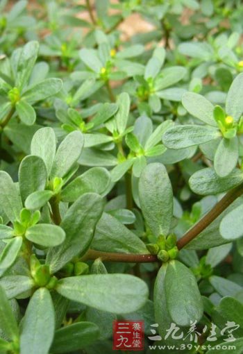 马齿苋治病疗方集锦