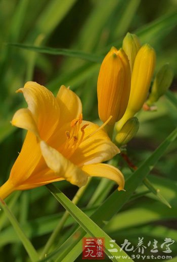 金针菜的营养价值