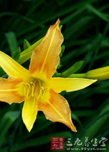 金针菜的营养价值