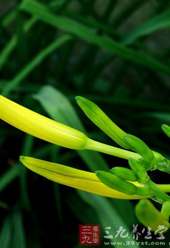 金针菜的营养价值