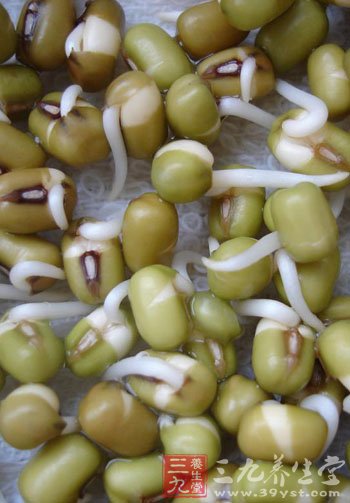 绿豆芽发芽过程图_绿豆芽发芽过程图片_绿豆芽的 ...