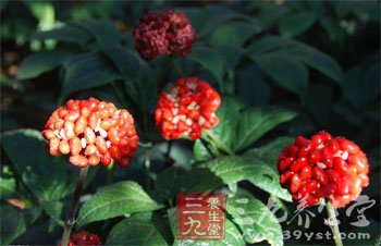经典抗衰老中药大公开