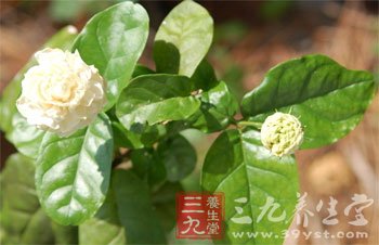 巧用茉莉花做菜让营养翻倍