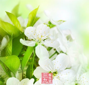 巧用茉莉花做菜让营养翻倍