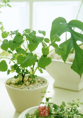 农业部检查植物生长剂