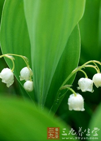 农业部检查植物生长剂