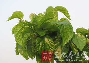 桑叶的功效与作用大全