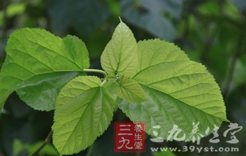 桑叶的功效与作用大全