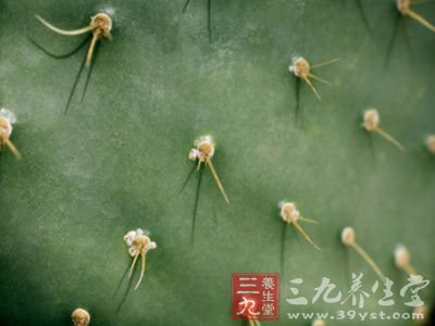吃仙人掌可以减肥