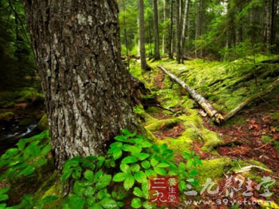 吃树皮可治疗阳痿