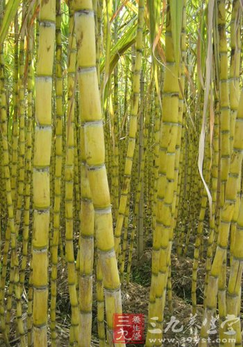 甘蔗是补血健身的良药