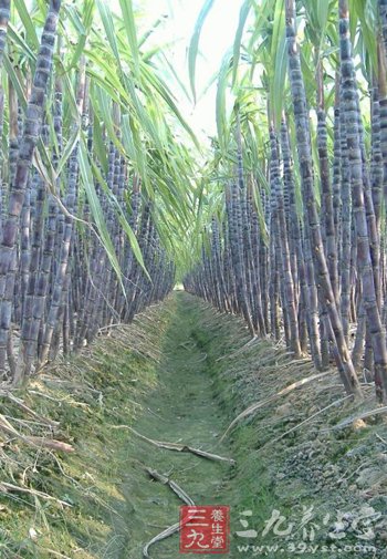 甘蔗是补血健身的良药