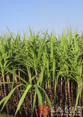 甘蔗是补血健身的良药