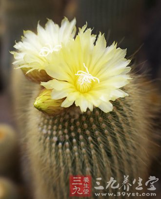 仙人掌减肥食谱 健康瘦身5斤