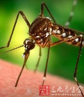 被蚊子叮了怎么办