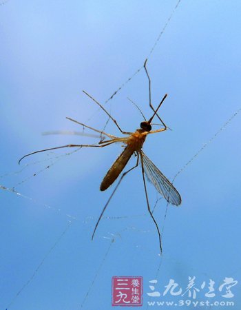 被蚊子叮了怎么办