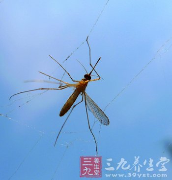 被蚊虫叮咬的好处