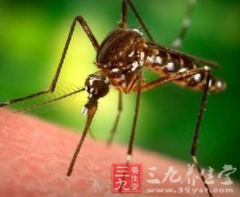 蚊虫叮咬传染能否传播乙肝病毒