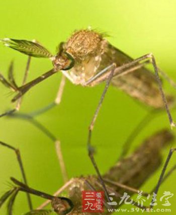 蚊虫叮咬传染能否传播乙肝病毒