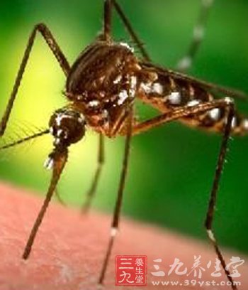 蚊虫叮咬用什么药