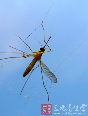 蚊虫叮咬传染能否传播乙肝病毒