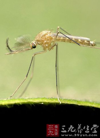 专家访谈录 爱宠人需警惕蚊虫叮咬感染