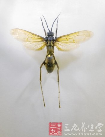 牛皮癣患者要避免蚊虫叮咬