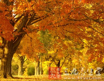 秋季科学养生 饮食运动皆需讲究