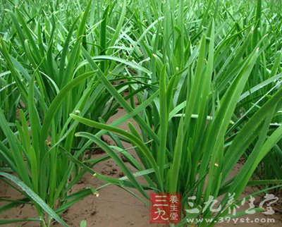 老中医推荐:33种最常见补肾食物