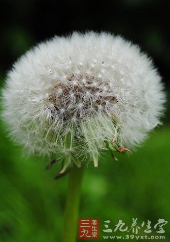 药食蒲公英清热解毒治急性黄疸型肝炎