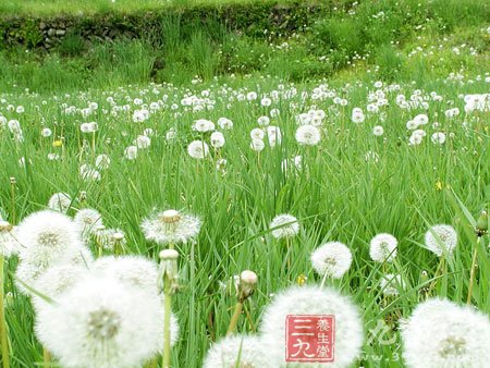 绿色蔬菜的营养价值排行榜