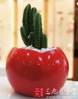 仙人掌减肥食谱 健康瘦身5斤