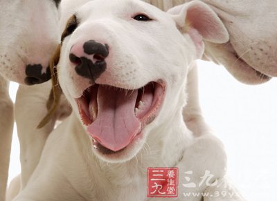 世界狂犬病日 教你自救指南