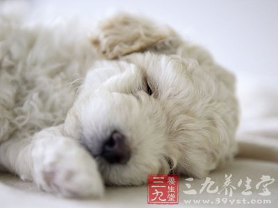 世界狂犬病日 教你自救指南