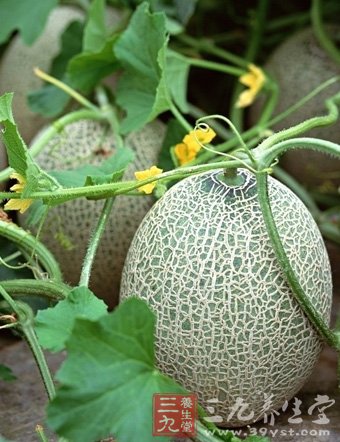 哈密瓜的营养价值