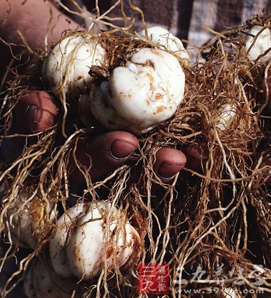 寒露前后留种地瓜的贮藏方法