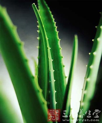 芦荟减肥食谱 1个月健康瘦8斤