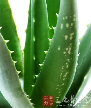 芦荟减肥食谱 1个月健康瘦8斤